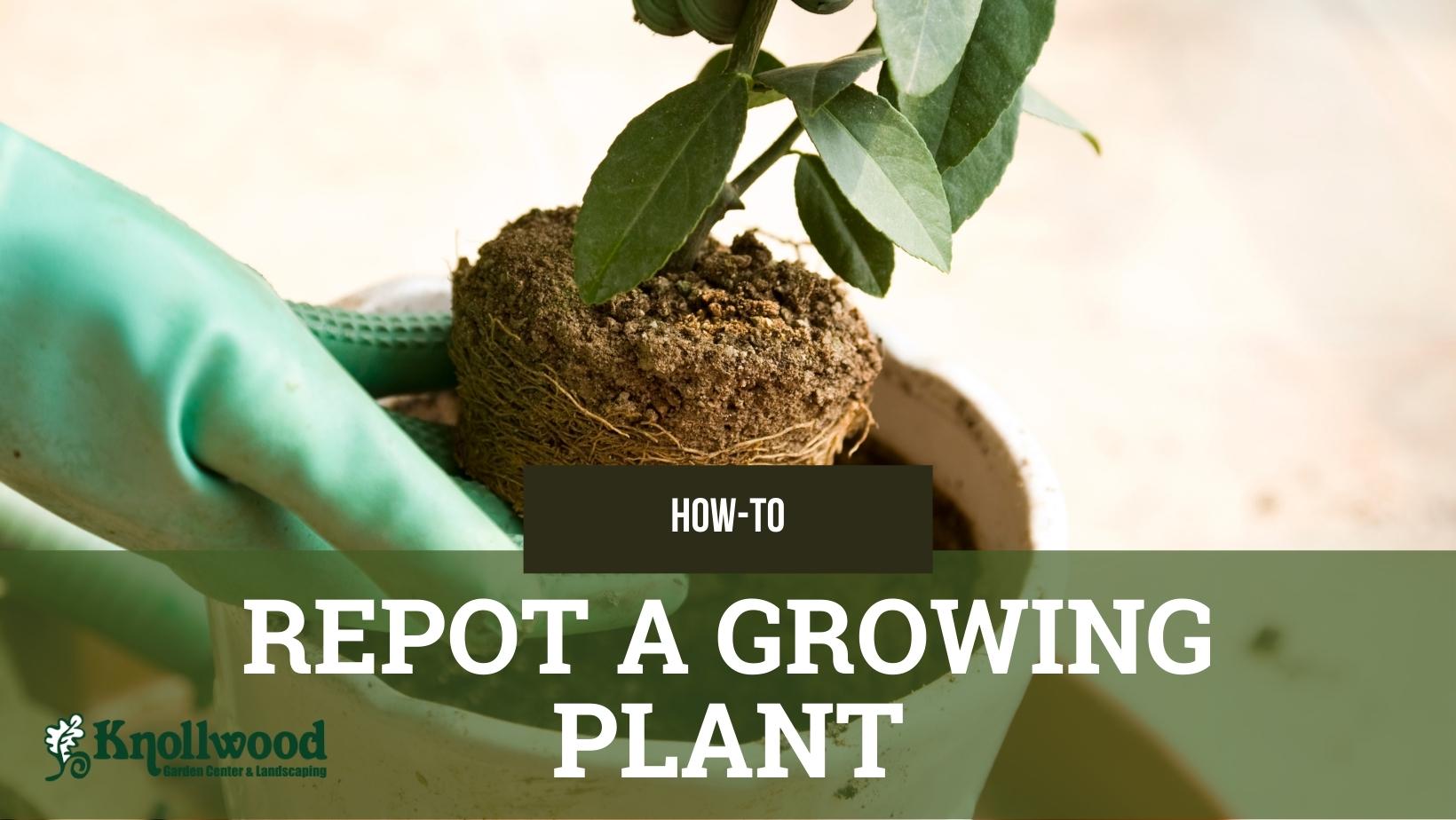 A gloved hand puts a plant into a small pot. 